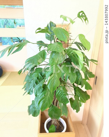 マングーカズラ 10号鉢 切れ込み葉 観葉植物 エピプレムナム タワー仕立て 木製鉢カバー 和モダン 143807992