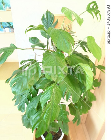 マングーカズラ 10号鉢 切れ込み葉 観葉植物 エピプレムナム タワー仕立て 木製鉢カバー 和モダン 143807993