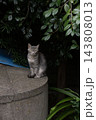 うっそうとした緑の茂みとコンクリート台の上に座る、サバトラの野良猫 143808013