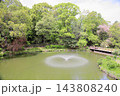 春の公園　池の噴水 143808240