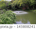 爽やか　オオデマリの花 143808241