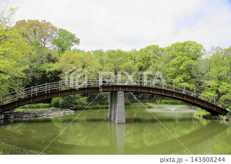 春の公園 太鼓橋 春の公園 太鼓橋 143808244
