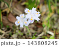 爽やか　シャガの花 143808245