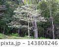 ヤマボウシの花 143808246