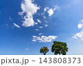 秋の青空と雲と樹木 143808373