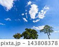 秋の青空と雲と樹木 143808378