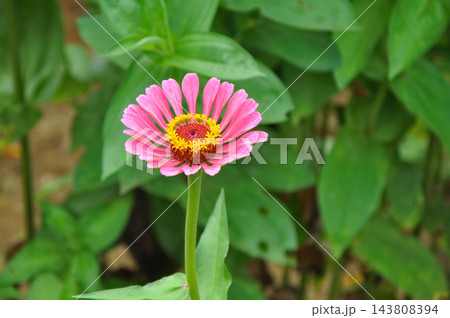 百日草のピンクの花びら 143808394