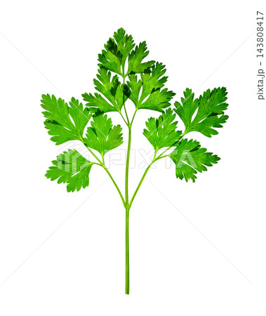 fresh green parsley branch with carved leaves isolated on white background 143808417