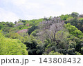 爽やか　キリの花 143808432