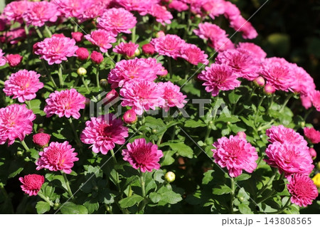 菊 菊 143808565
