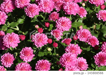 菊 143808566