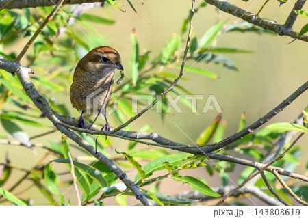 木にとまる野鳥の姿 143808619