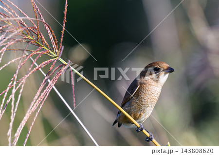 木にとまる野鳥の姿 143808620