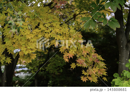 散歩道の紅葉 散歩道の紅葉 143808681