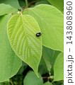 葉にとまる虫 143808960