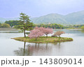 滋賀県日野町 春の日野川ダムの中の浮島の八重桜 滋賀県日野町 春の日野川ダムの中の浮島の八重桜 143809014