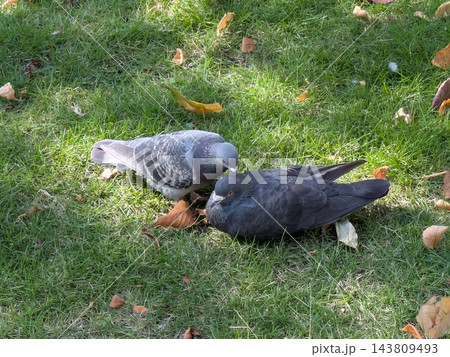 芝生の上で日光浴をする仲良しの鳩 芝生の上で日光浴をする仲良しの鳩 143809493