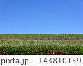 青空と緑の堤防、ピンクの花が彩る河川敷の風景 143810159