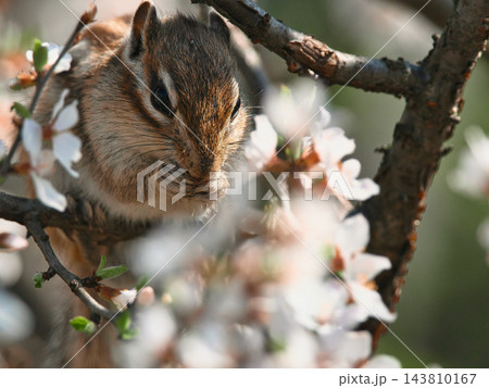 白い花を食べる栗鼠 143810167