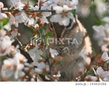 白い花びらを食べる栗鼠 143810168