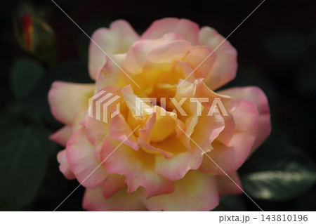 荒尾市 おもやい市民花壇 バラの花、 荒尾市 おもやい市民花壇 バラの花、 143810196