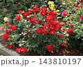 荒尾市　おもやい市民花壇　バラの花、 143810197