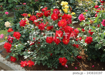 荒尾市 おもやい市民花壇 バラの花、 荒尾市 おもやい市民花壇 バラの花、 143810197