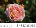荒尾市　おもやい市民花壇　バラの花、 143810199