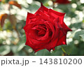 荒尾市　おもやい市民花壇　バラの花、 143810200