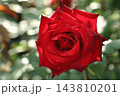 荒尾市　おもやい市民花壇　バラの花、 143810201