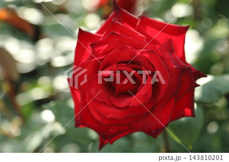 荒尾市　おもやい市民花壇　バラの花、 143810201