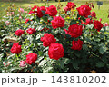 荒尾市　おもやい市民花壇　バラの花、 143810202