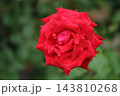 荒尾市　おもやい市民花壇　バラの花、 143810268