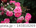 荒尾市　おもやい市民花壇　バラの花、 143810269