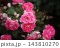 荒尾市　おもやい市民花壇　バラの花、 143810270