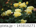 荒尾市　おもやい市民花壇　バラの花、 143810271