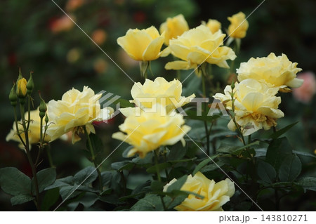 荒尾市　おもやい市民花壇　バラの花、 143810271