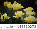 荒尾市　おもやい市民花壇　バラの花、 143810272