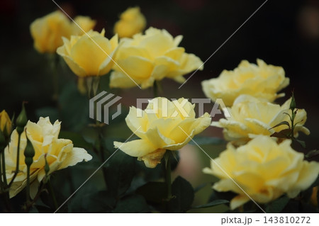 荒尾市 おもやい市民花壇 バラの花、 荒尾市 おもやい市民花壇 バラの花、 143810272
