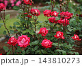 荒尾市　おもやい市民花壇　バラの花、 143810273