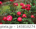 荒尾市　おもやい市民花壇　バラの花、 143810274