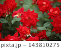 荒尾市　おもやい市民花壇　バラの花、 143810275