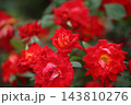 荒尾市　おもやい市民花壇　バラの花、 143810276