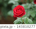 荒尾市　おもやい市民花壇　バラの花、 143810277