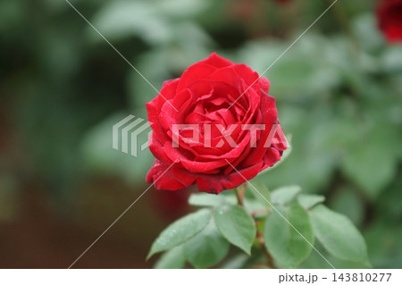 荒尾市 おもやい市民花壇 バラの花、 荒尾市 おもやい市民花壇 バラの花、 143810277