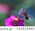 蜜を吸うアゲハチョウ 143810440