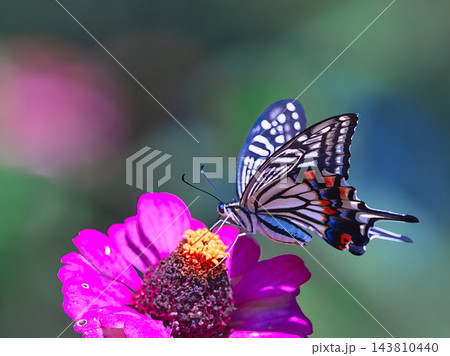 蜜を吸うアゲハチョウ 143810440