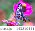 花の蜜を吸うアゲハチョウ 143810441
