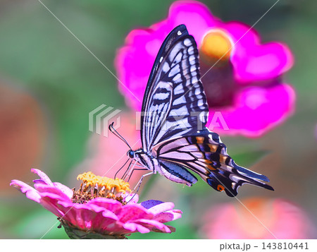花の蜜を吸うアゲハチョウ 花の蜜を吸うアゲハチョウ 143810441