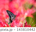 赤い花の蜜を吸うアゲハチョウ 143810442